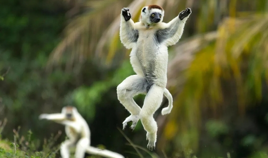 sifaka