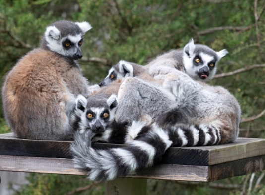 ring tailed lemur zoo