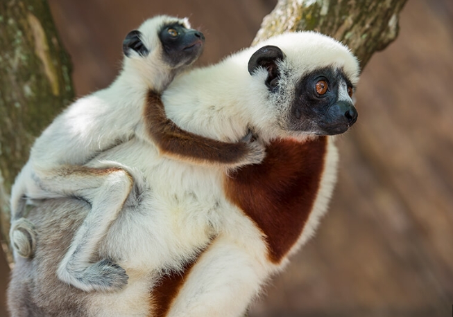 white lemur