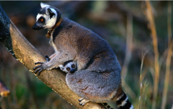 tree lemur