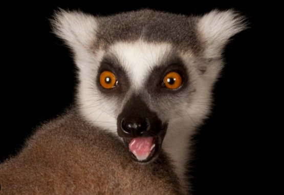 ring tailed lemur national geographic