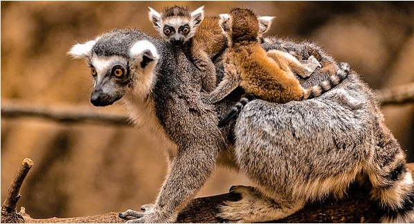 price of lemur