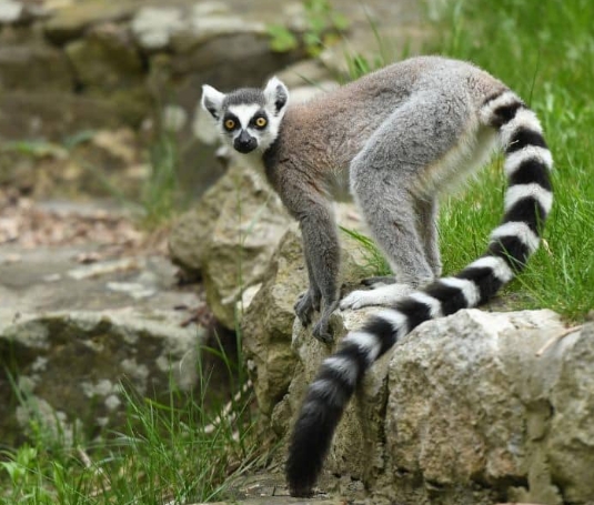 lemurs for sale near me