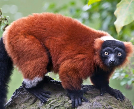 lemur red