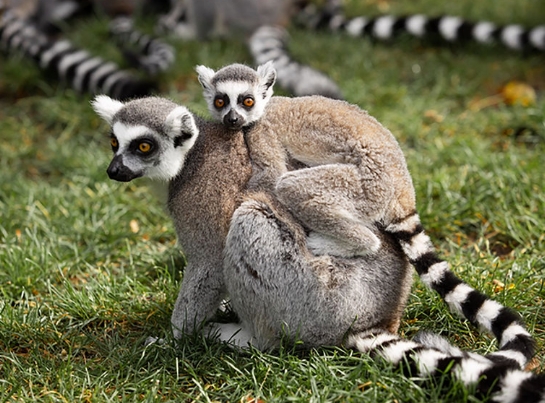 lemur l