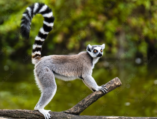 lemur in tree