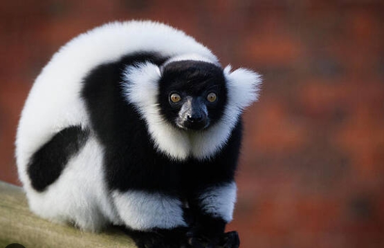 lemur for sale