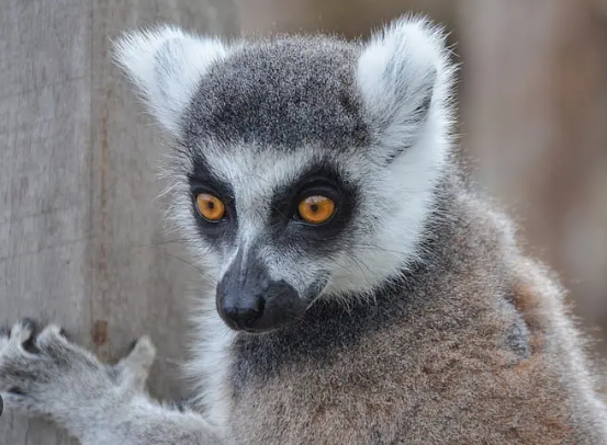 lemur cost