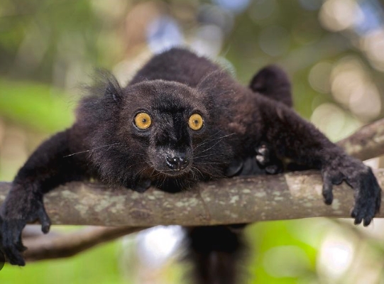 lemur black