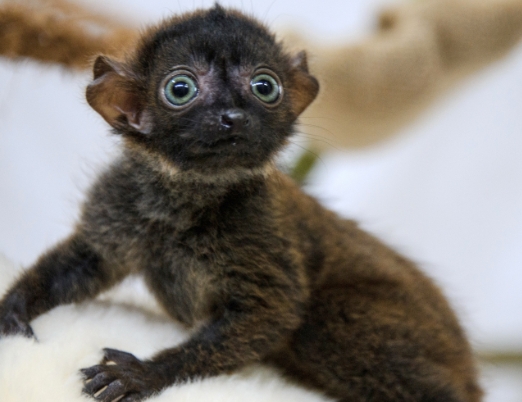 lemur babys