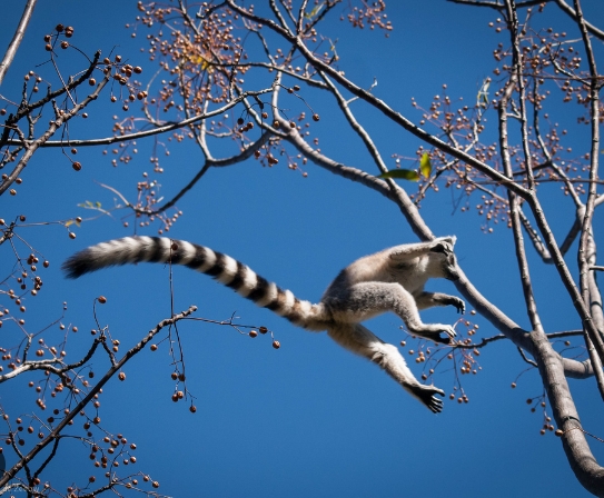 leaping lemur