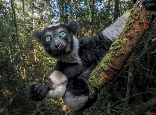 large lemur