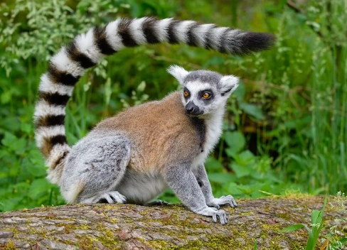 striped lemur