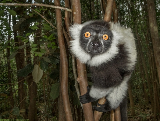 jungle lemur