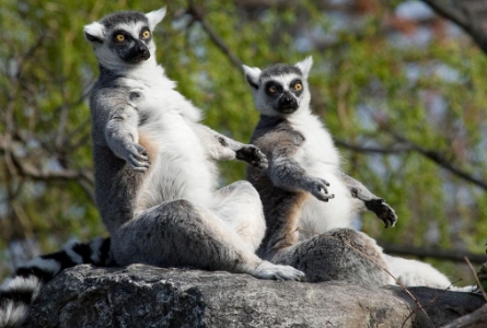 grey lemur