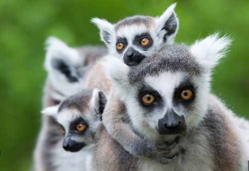 small lemur pet