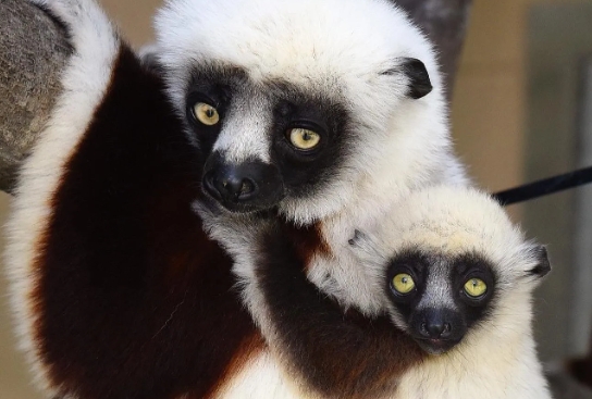 sifaka lemur for sale