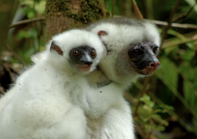 white ghost lemur