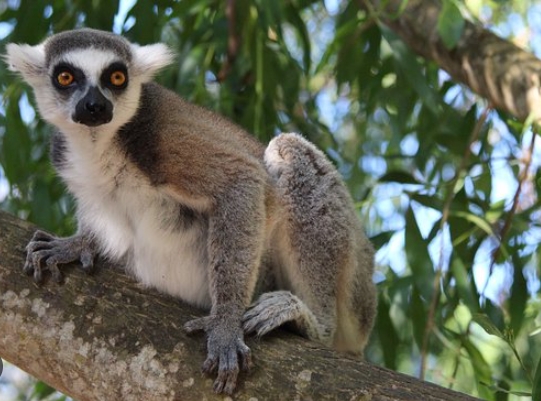 lemuri zanzibar