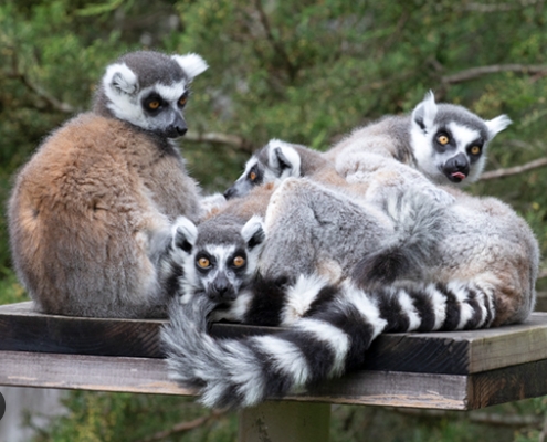 lemur zoo near me