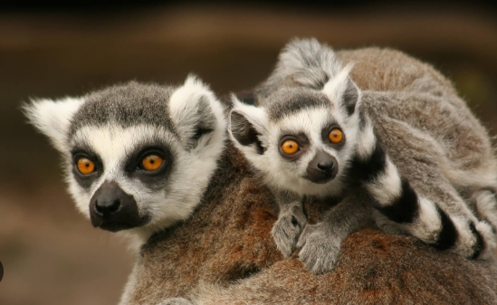 lemur zoo