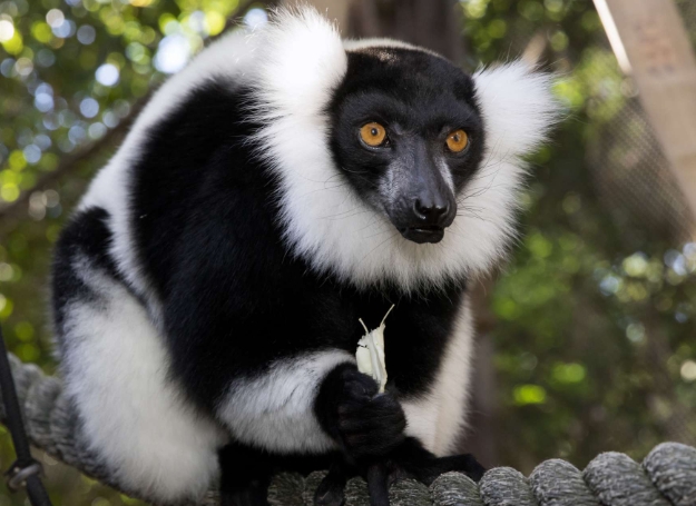 the ghost lemurs of madagascar