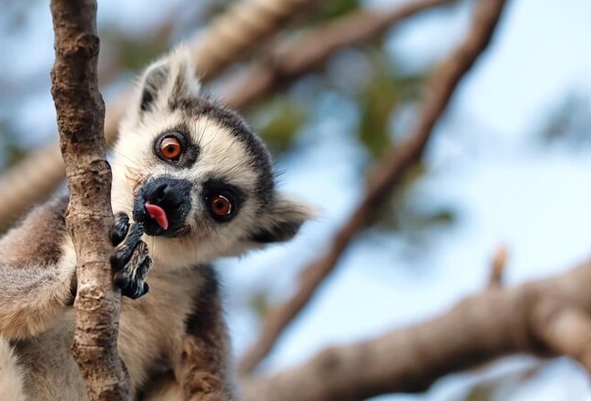 taronga zoo lemurs