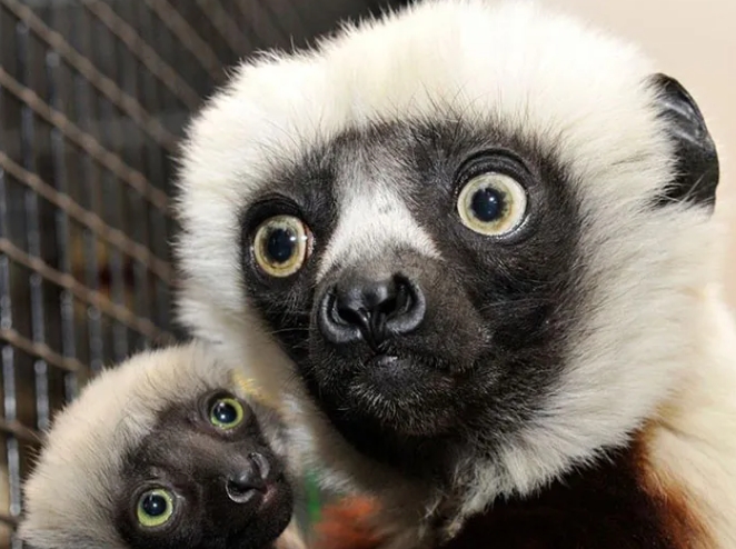 zoboomafoo lemur