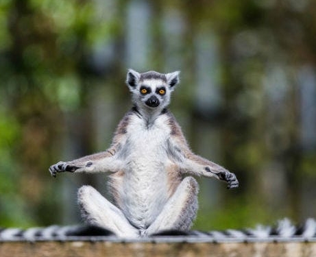 zen lemur