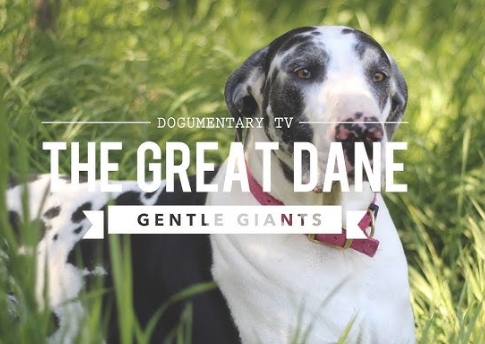 Great Dane Documentary