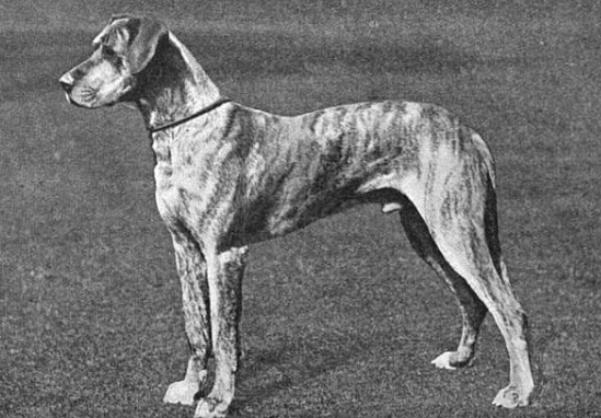 Great Dane Documentary