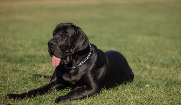 Great Dane Name Origin