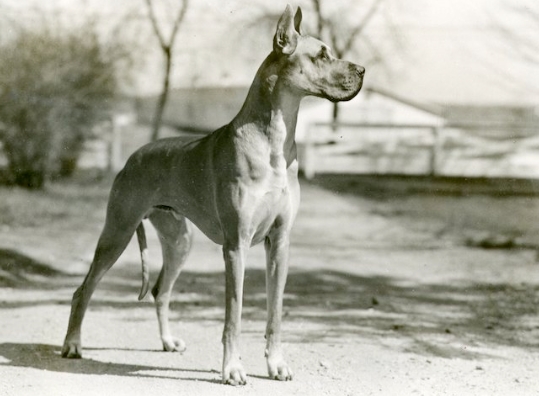 Origin of Great Dane Dog