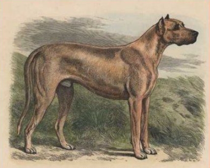 Origin of Great Dane Dog