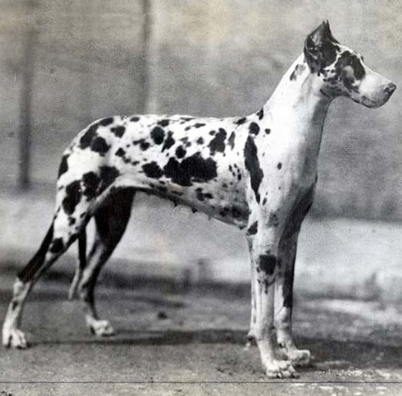 Origin of Great Dane Dog