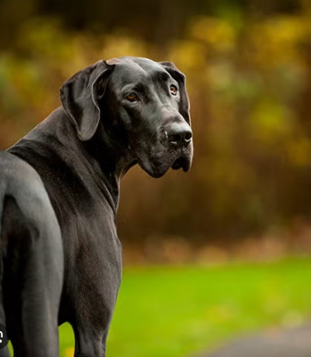 Black Male Great Dane