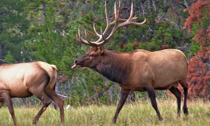 elk breeding season