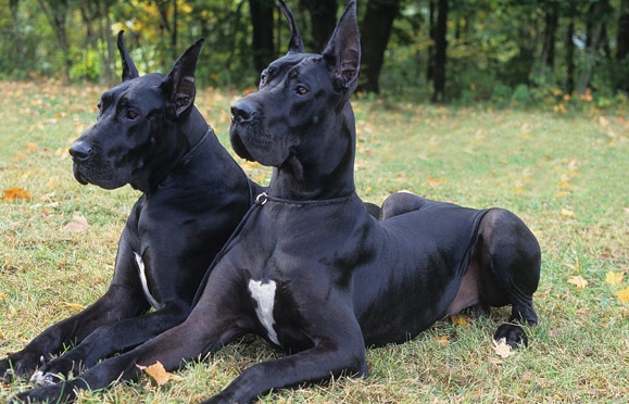 great dane behavior