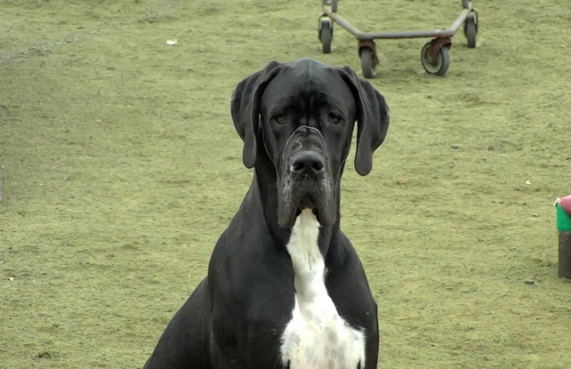 great dane documentary