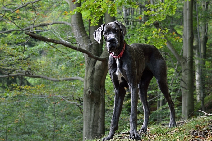 great dane life