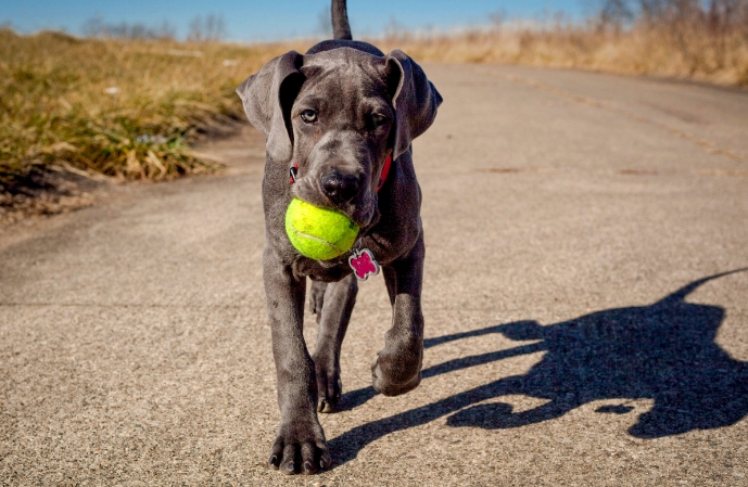 great dane puppy growth