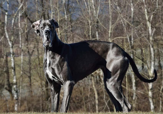 the history of the great dane