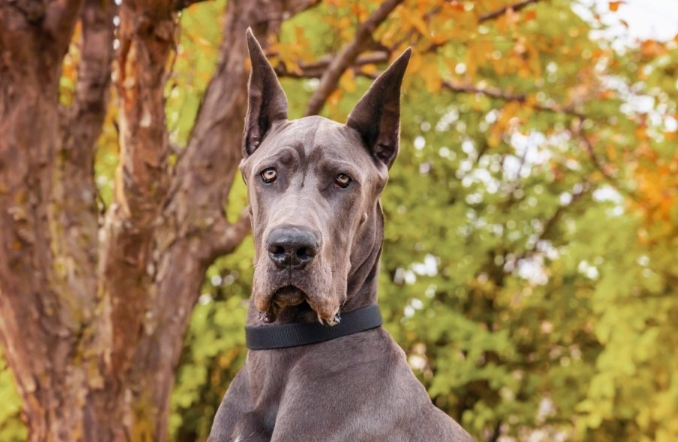 the history of the great dane