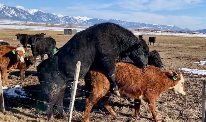 cow mating behavior