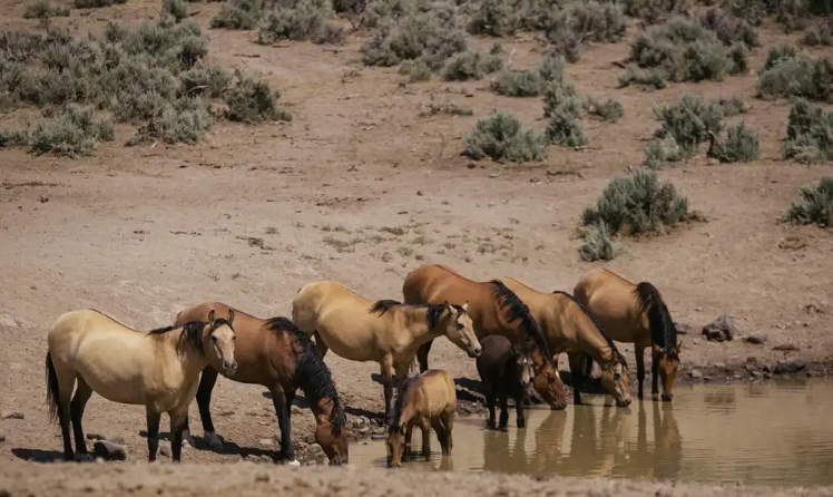 horse migration