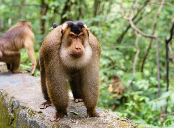 pigtail macaque monkey