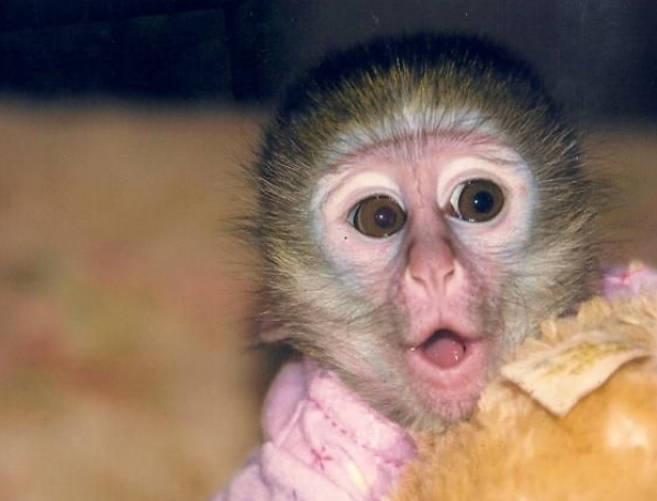 pigtail macaque for sale