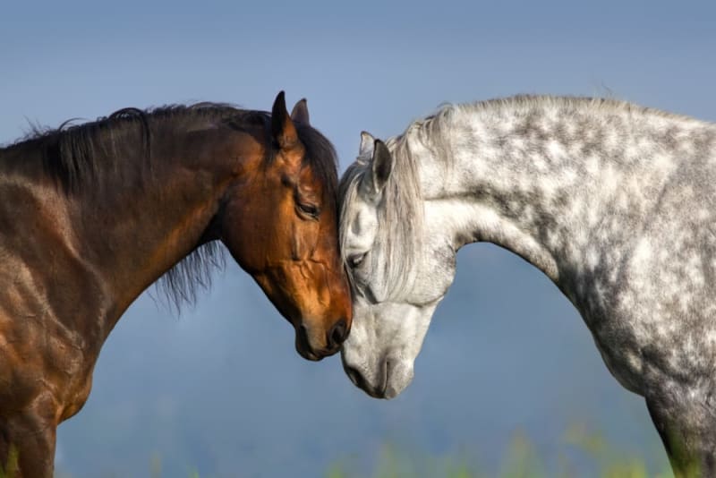 horse breeding behavior