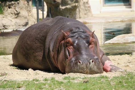 Giant Hippo