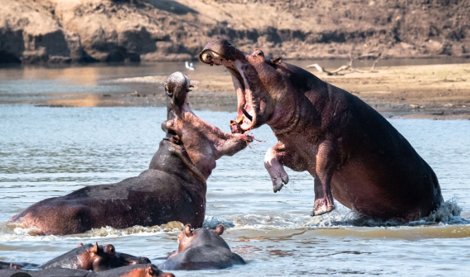 Hippo Aggressive